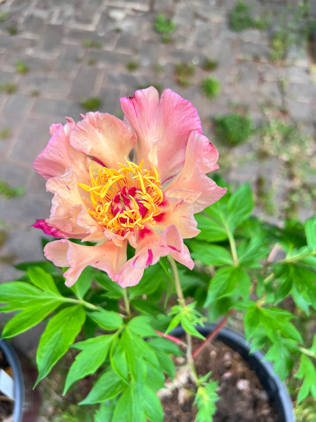 Sunshine Sensation Itoh Peony