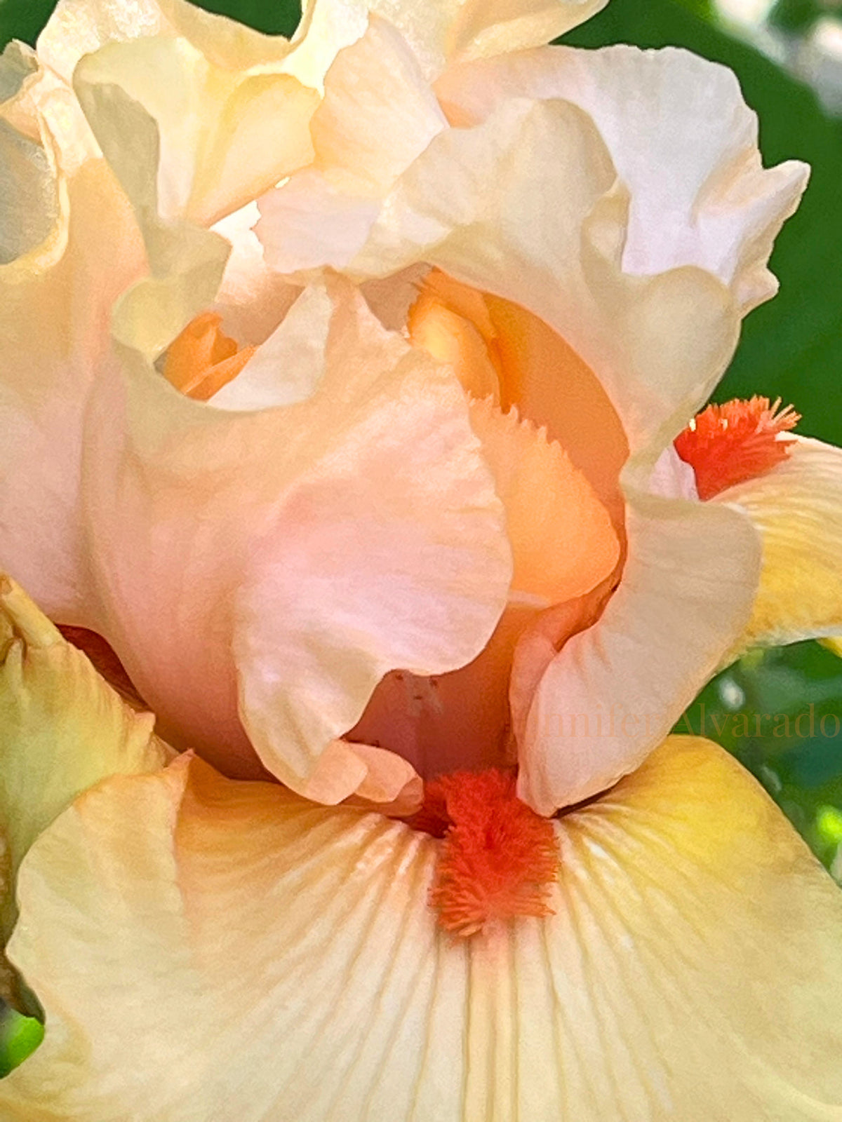 Early to Rise TB Iris