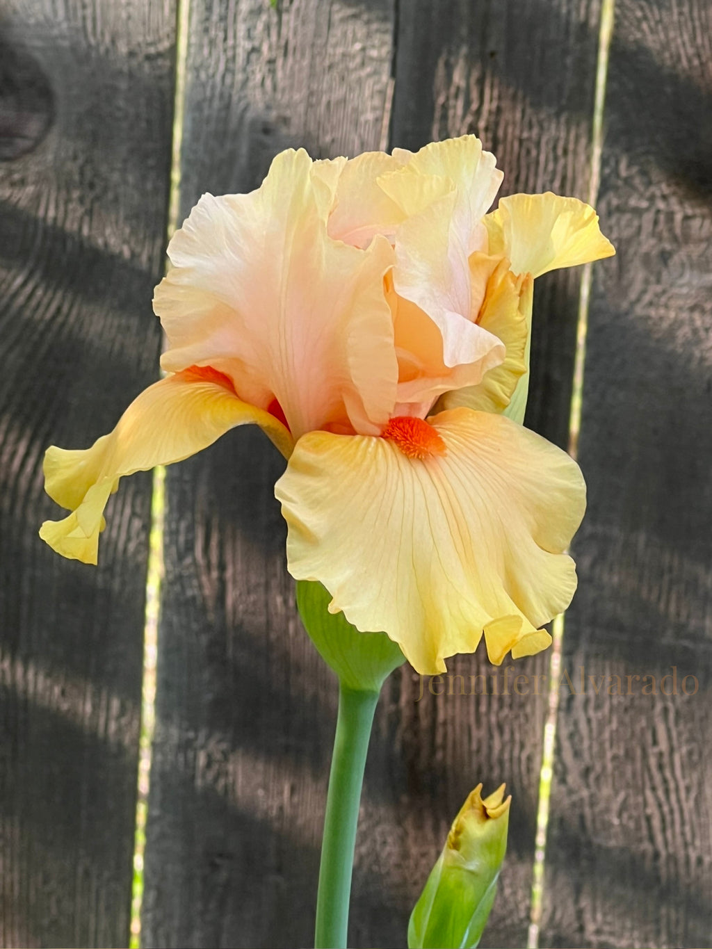 Early to Rise TB Iris