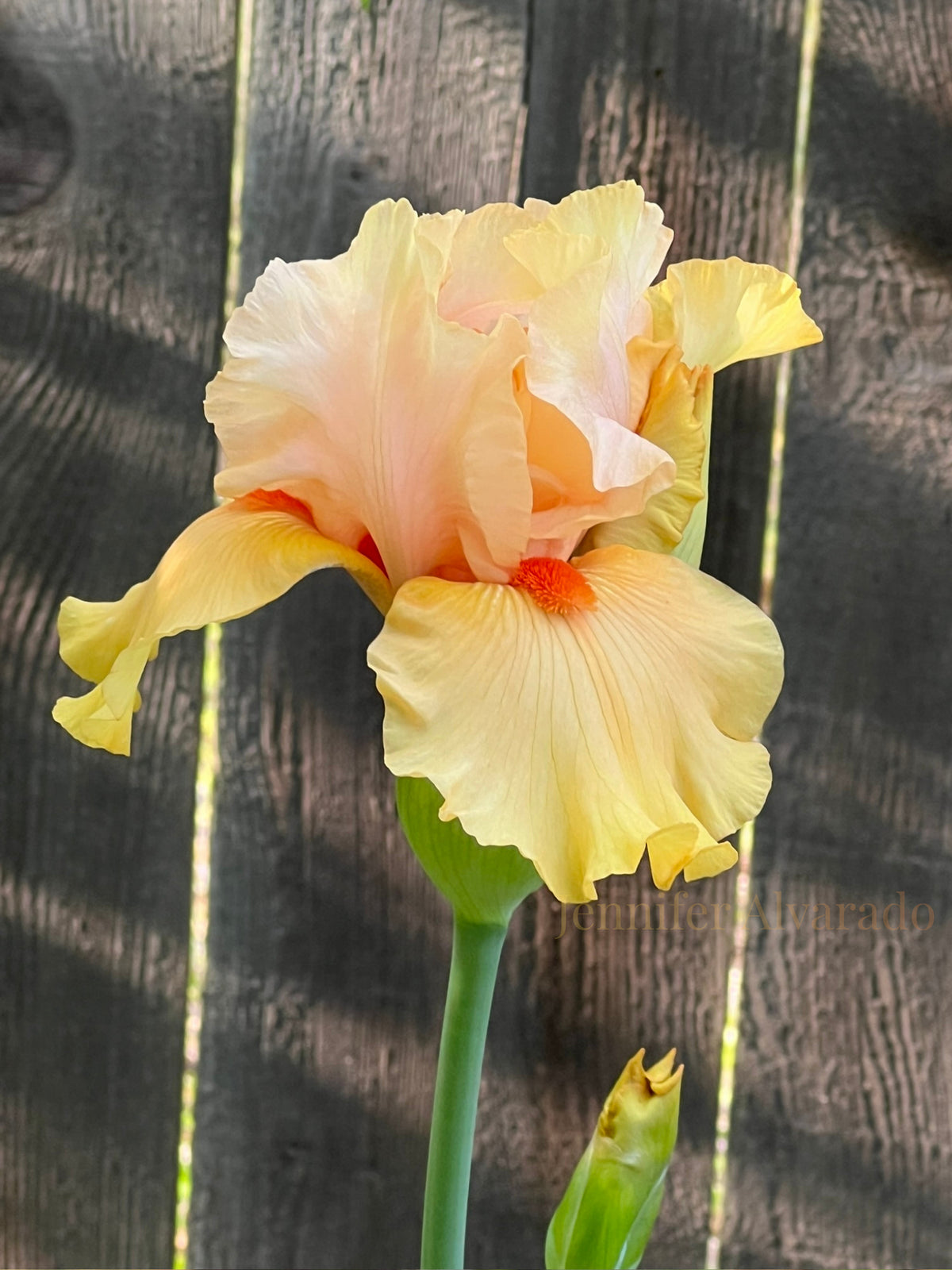 Early to Rise TB Iris