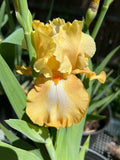 Honeycomb TB Iris -Butterscotch yellow Beauty