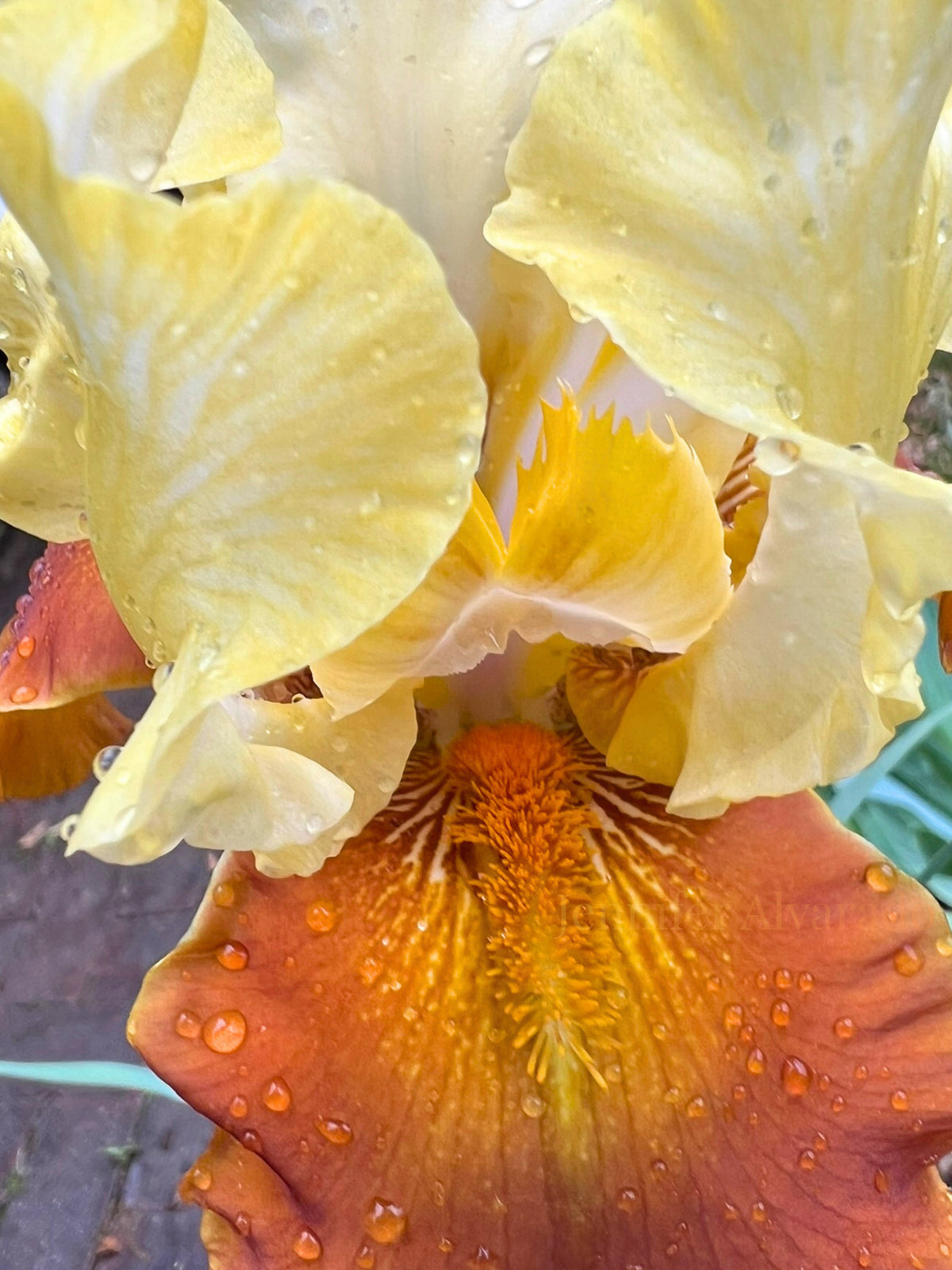 Fall Fiesta- TB Iris Earthy and Amber Tones