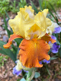 Fall Fiesta- TB Iris Earthy and Amber Tones