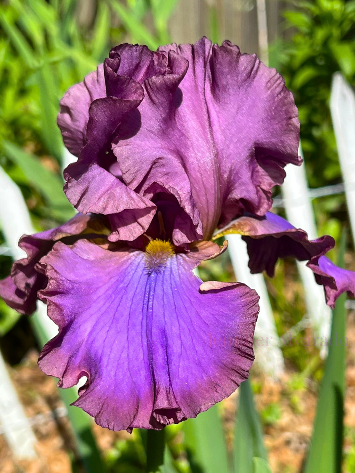 Cantina TB Iris - Purple smoky and fragrant