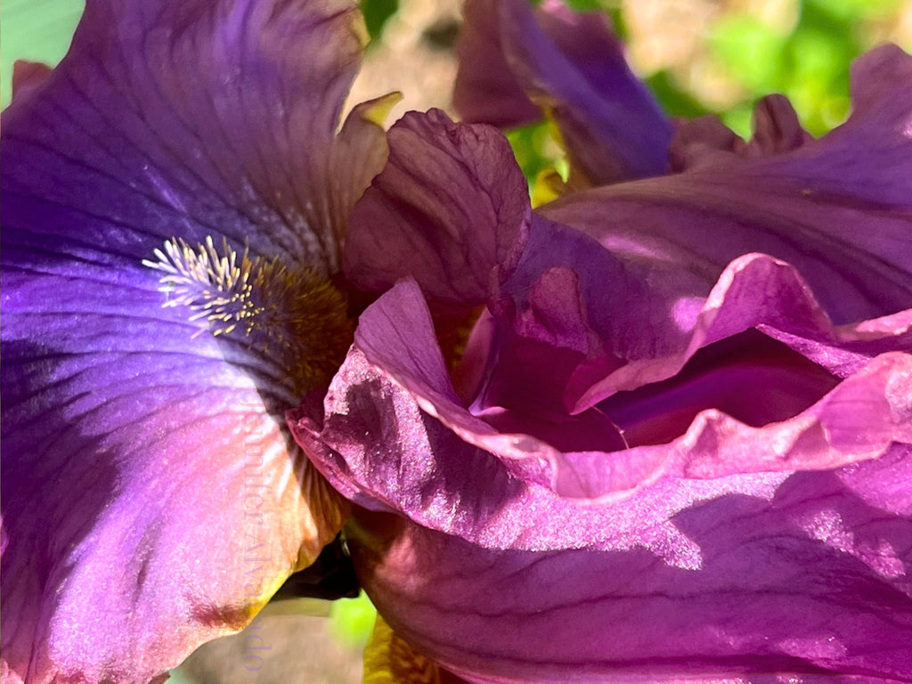 Cantina TB Iris - Purple smoky and fragrant