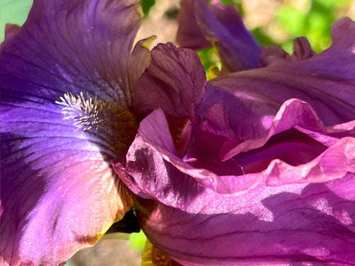 Cantina TB Iris - Purple smoky and fragrant