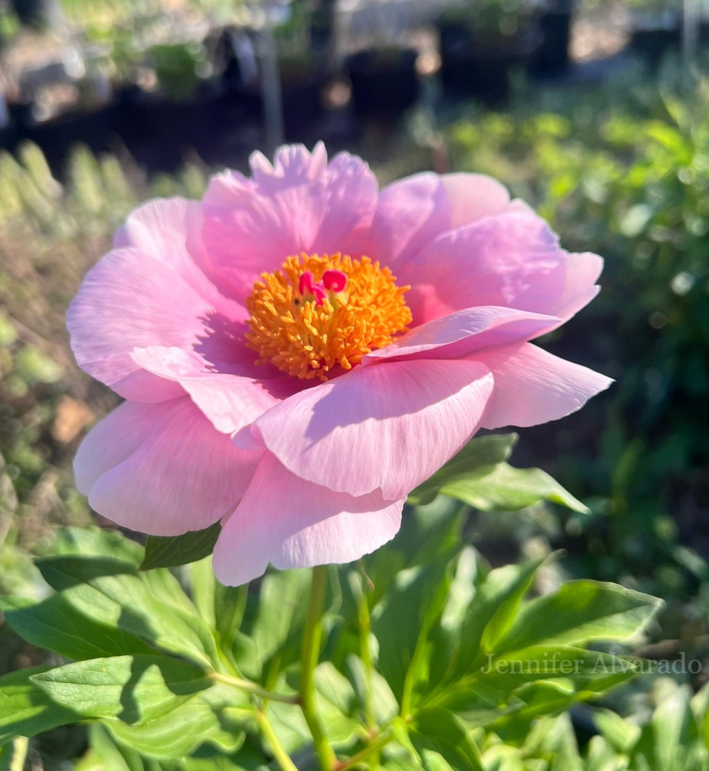 Soft Salmon Saucer Peony