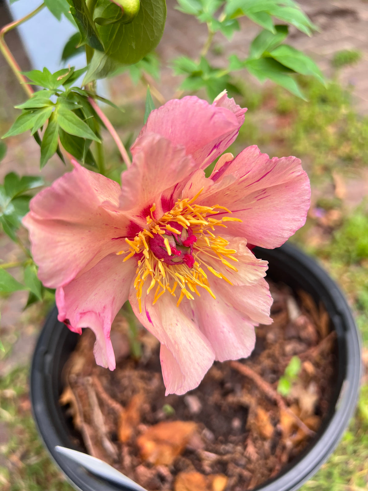 Sunshine Sensation Itoh Peony