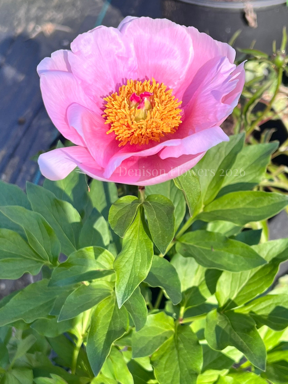 Soft Salmon Saucer Peony