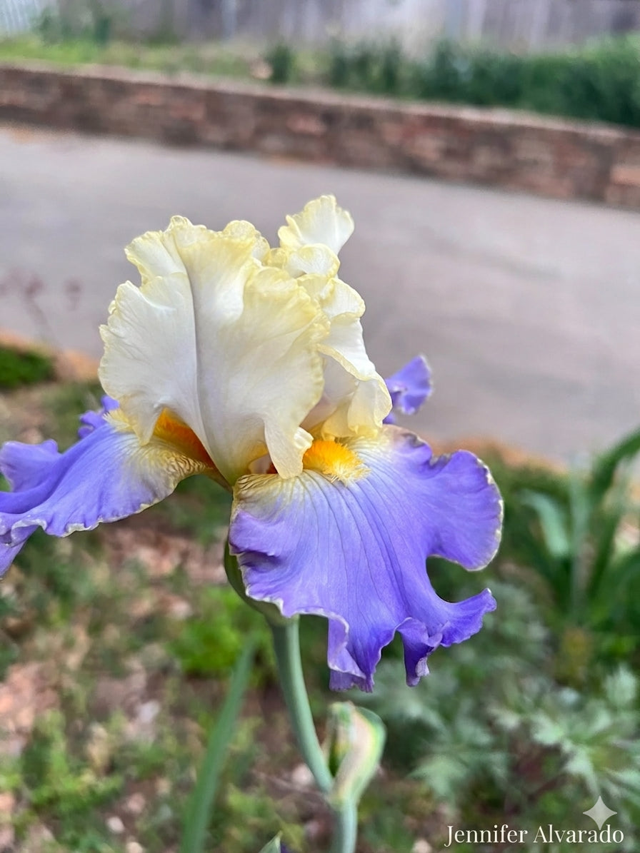 Gilt-Edged Bond Iris