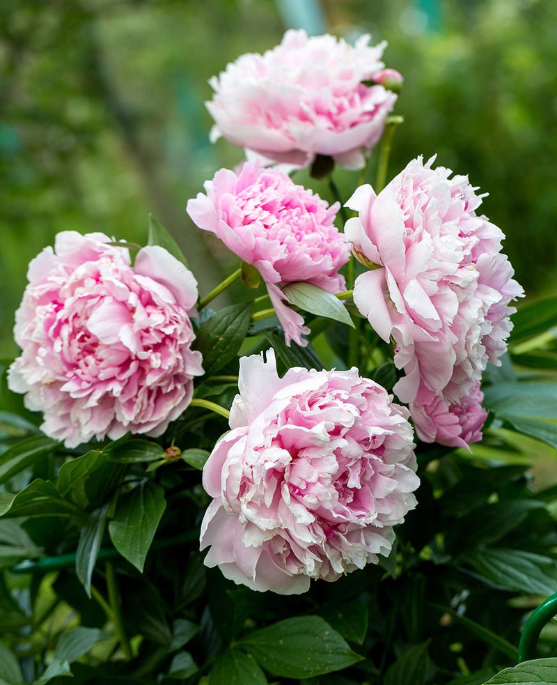 Sarah Bernhardt Peony