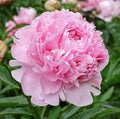 Sarah Bernhardt Peony