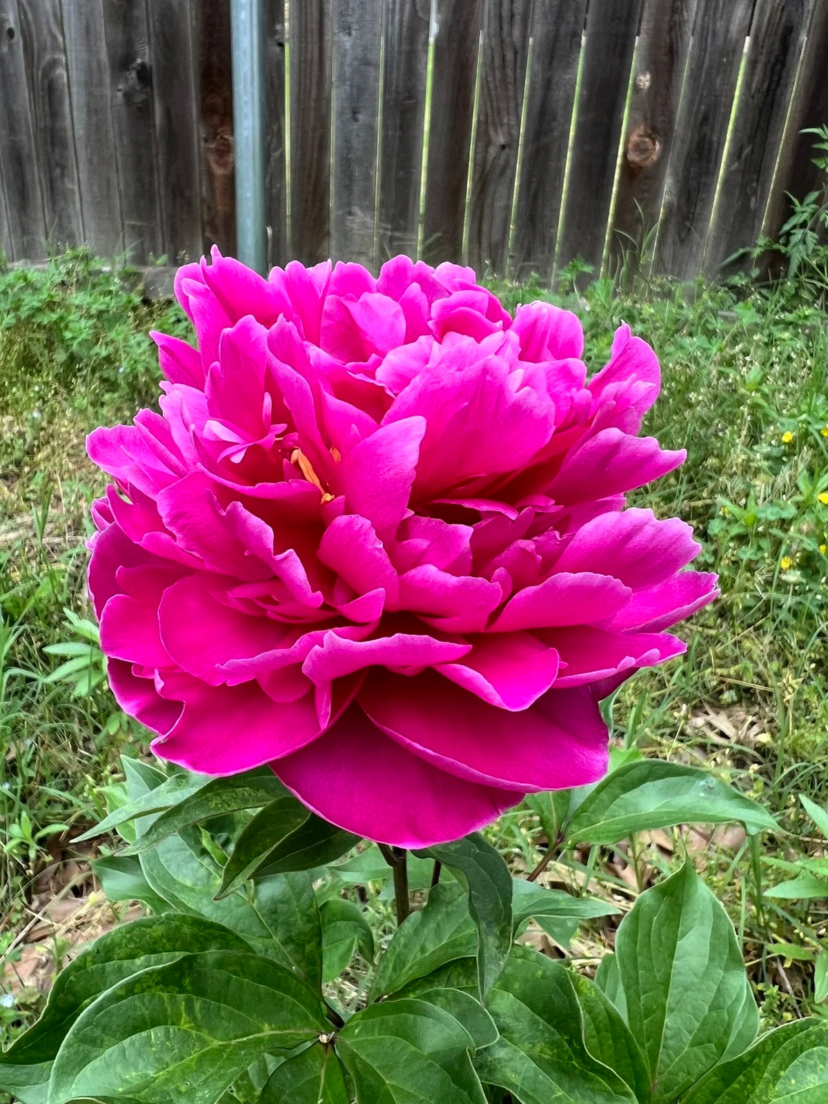 Karl Rosenfield Peony Roots