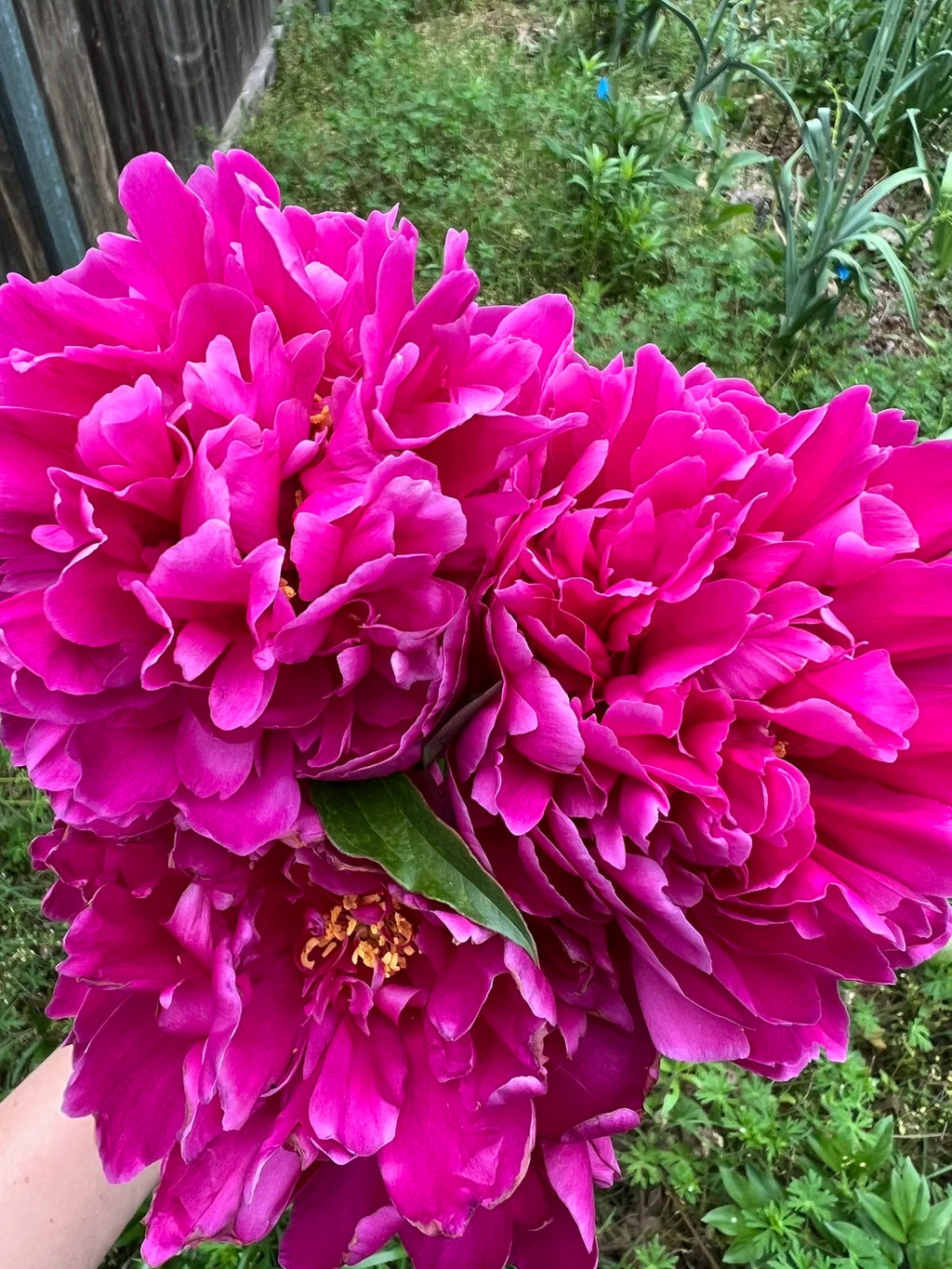 Karl Rosenfield Peony Roots