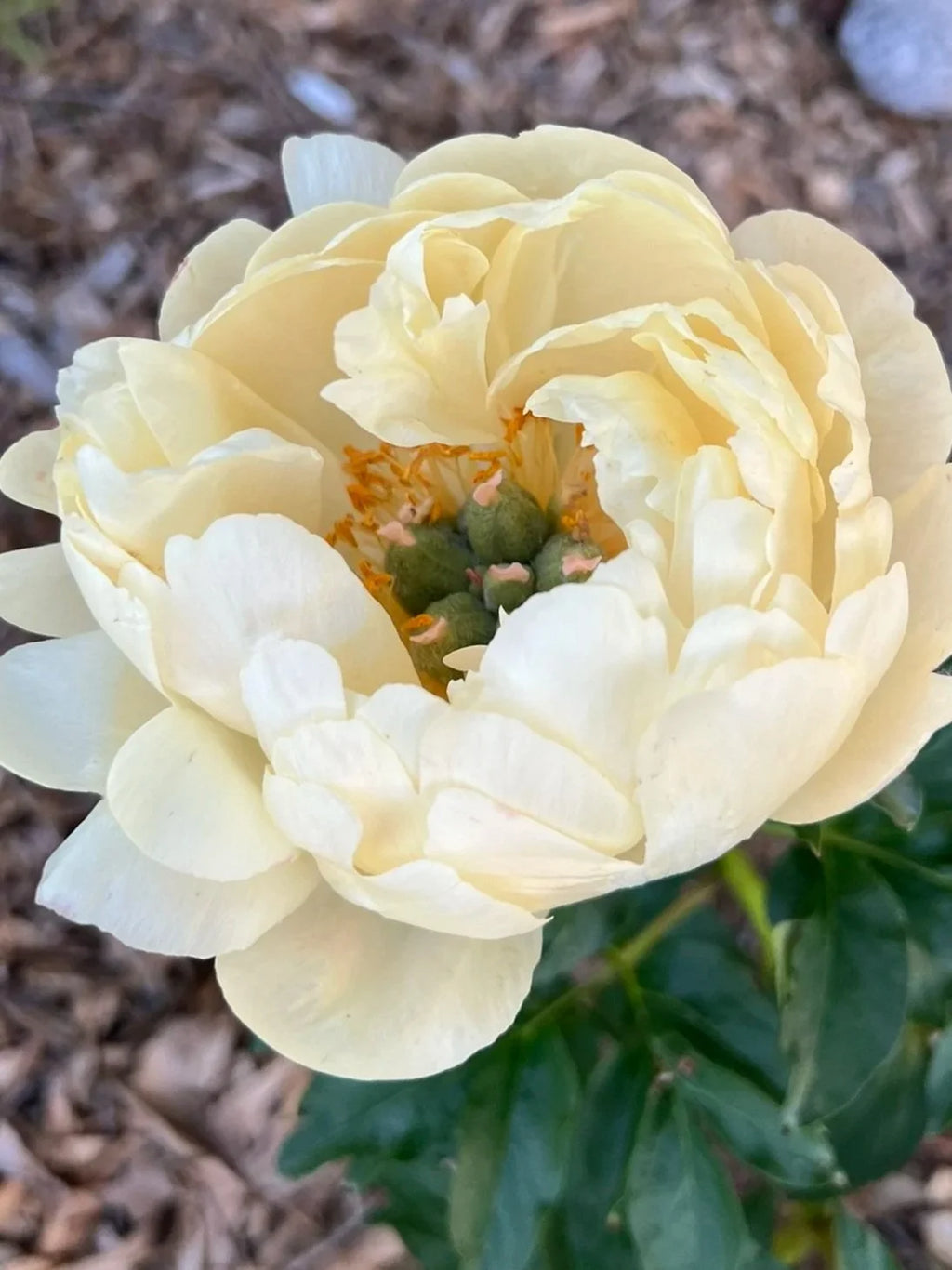 Coral Sunset Peony- Fully Double Coral/Pink Blooms- 3/5 EYE BARE ROOT SIZE