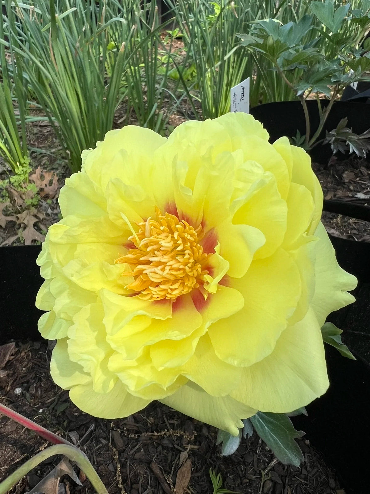 BARTZELLA- Yellow ITOH Peony 3/5 eye BARE ROOT