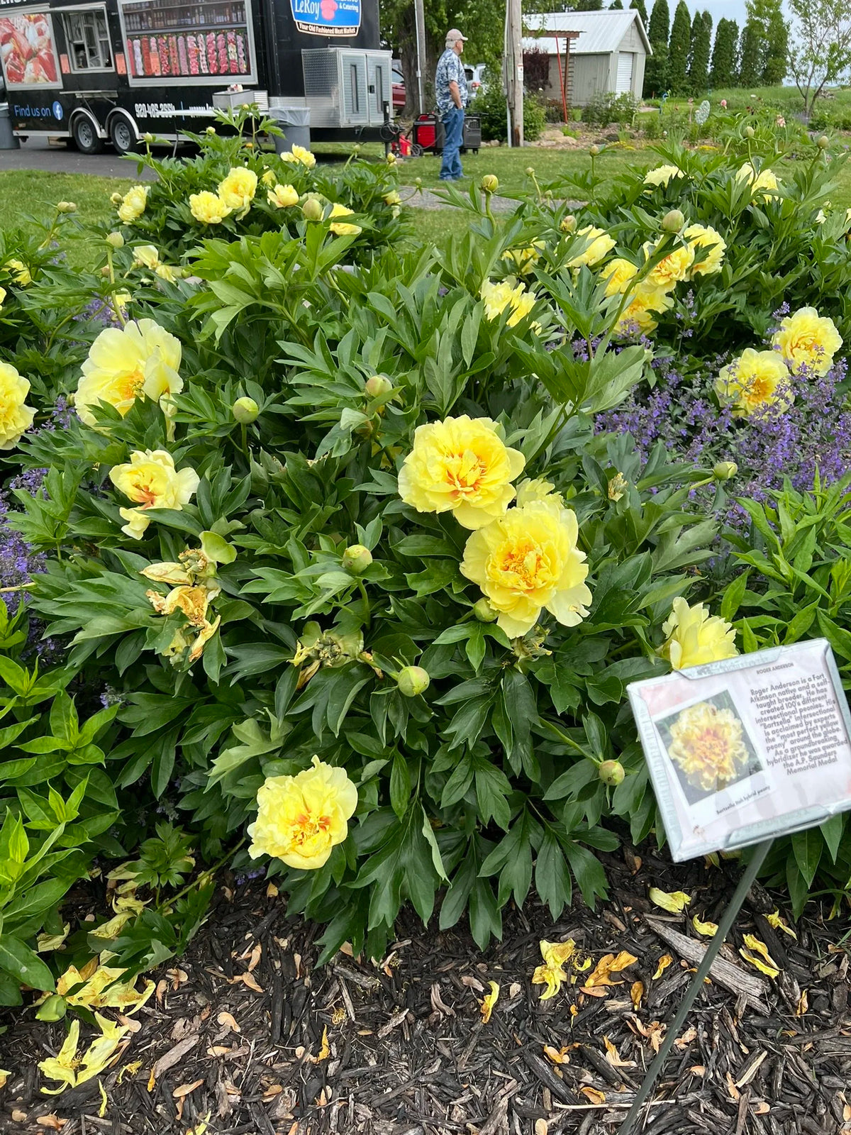 BARTZELLA- Yellow ITOH Peony 3/5 eye BARE ROOT