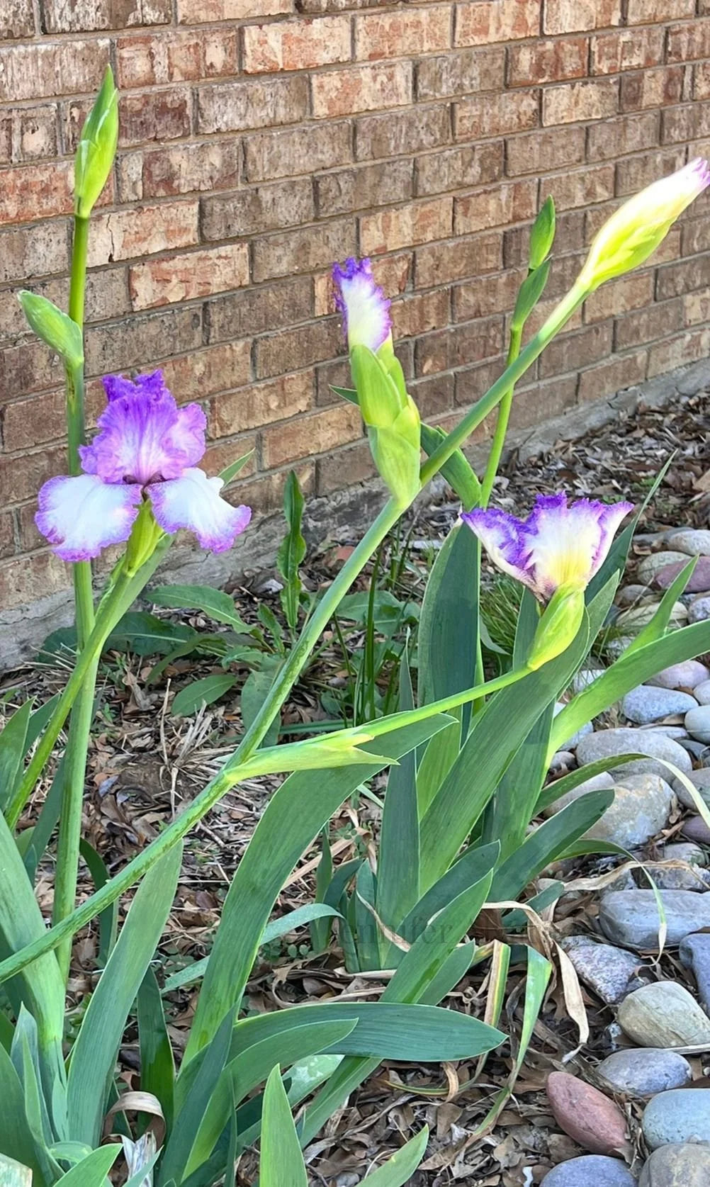 Girly Girl TB Iris- Purple bibbed beauty