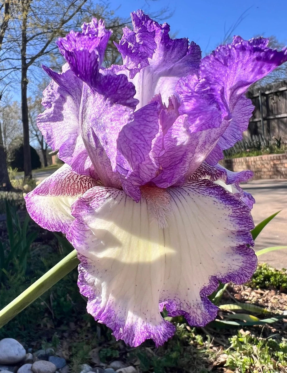 Girly Girl TB Iris- Purple bibbed beauty