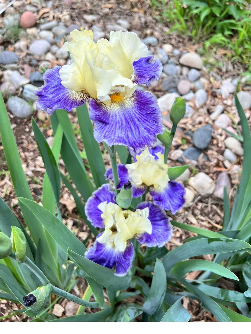 Rhizome Cowboy TB Iris