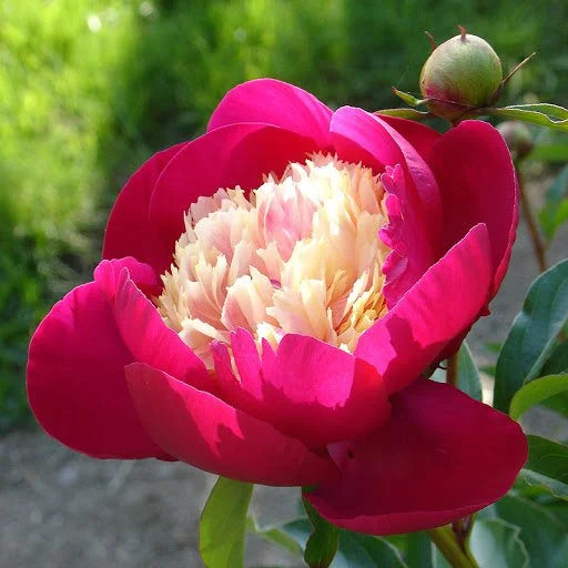 White Cap Peony- Magenta and White Bi-Color Bloom