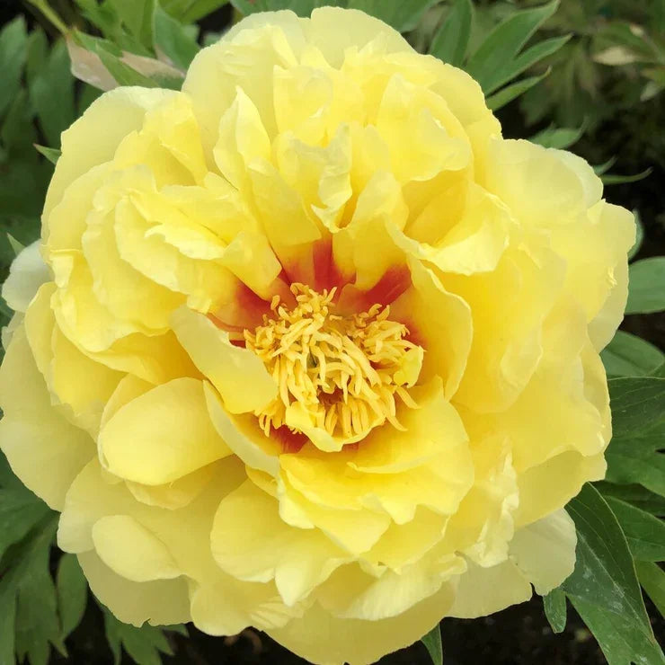 BARTZELLA- Yellow ITOH Peony 3/5 eye BARE ROOT