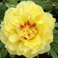 BARTZELLA- Yellow ITOH Peony 3/5 eye BARE ROOT