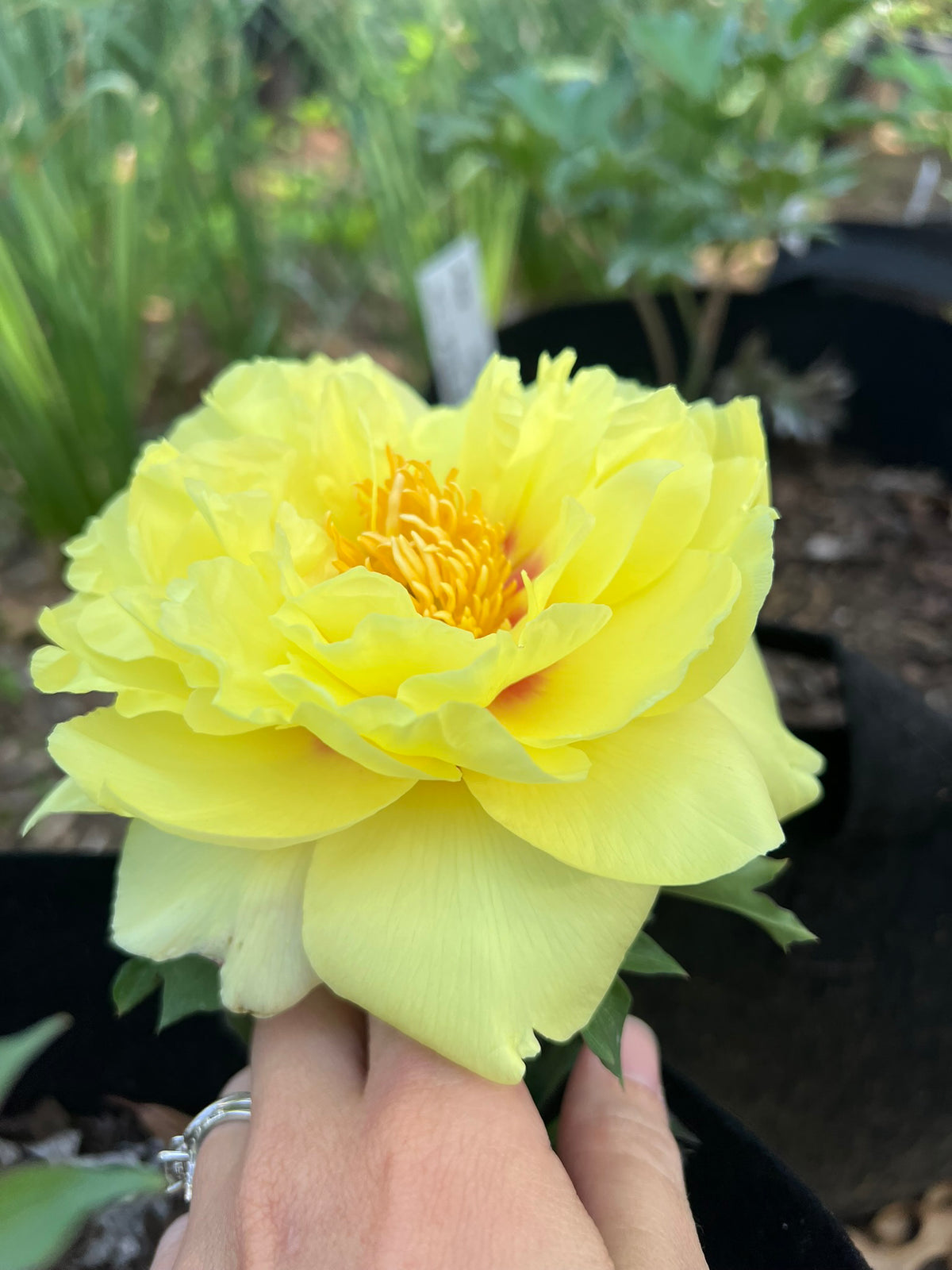 BARTZELLA- Yellow ITOH Peony 3/5 eye BARE ROOT