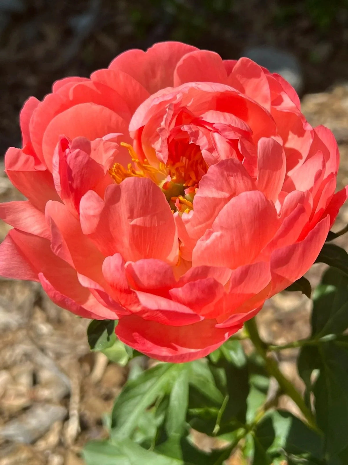 Coral Sunset Peony- Fully Double Coral/Pink Blooms- 3/5 EYE BARE ROOT SIZE