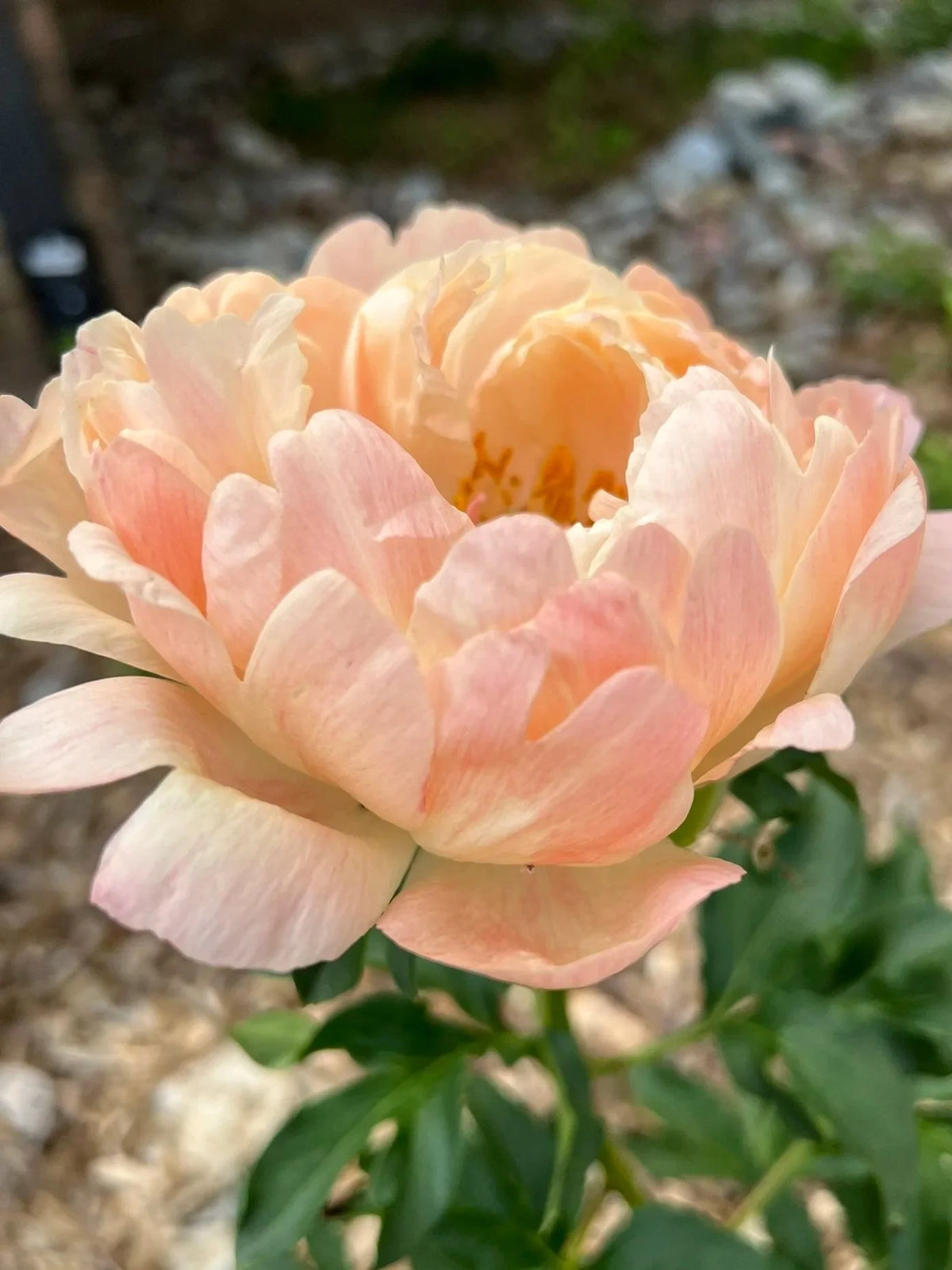 Coral Sunset Peony- Fully Double Coral/Pink Blooms- 3/5 EYE BARE ROOT SIZE