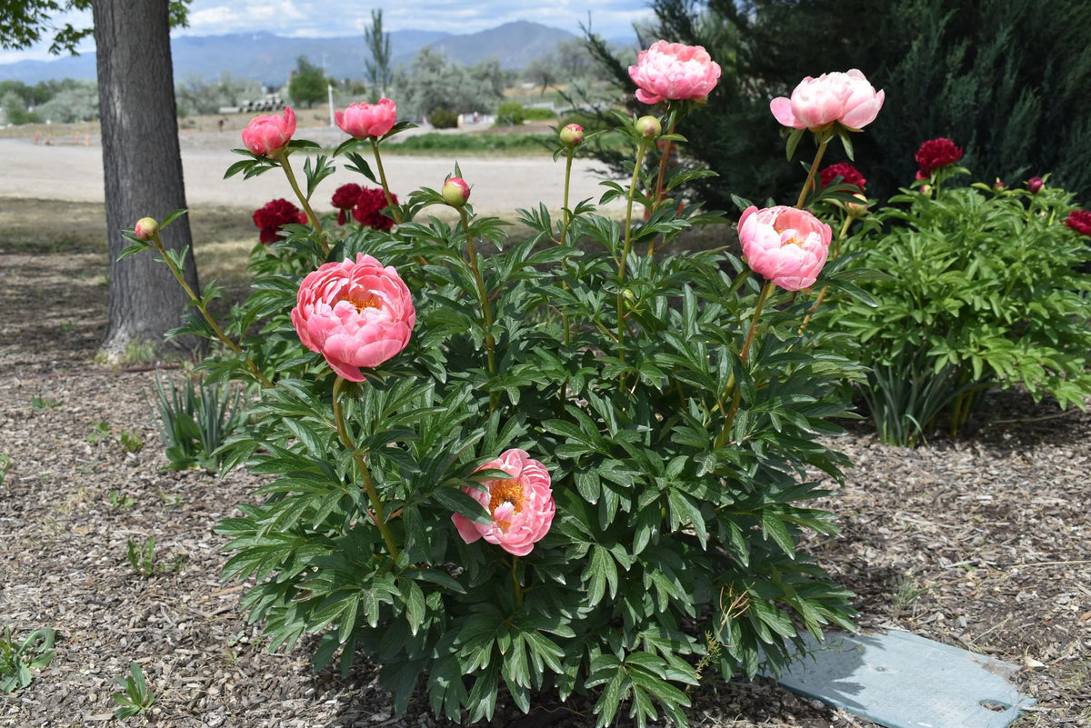 Coral Sunset Peony- Fully Double Coral/Pink Blooms- 3/5 EYE BARE ROOT SIZE