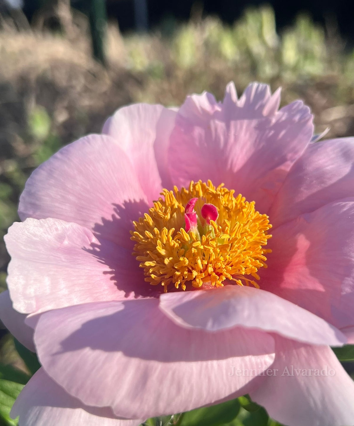 Soft Salmon Saucer Peony