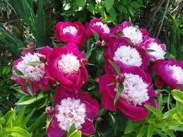 White Cap Peony- Magenta and White Bi-Color Bloom